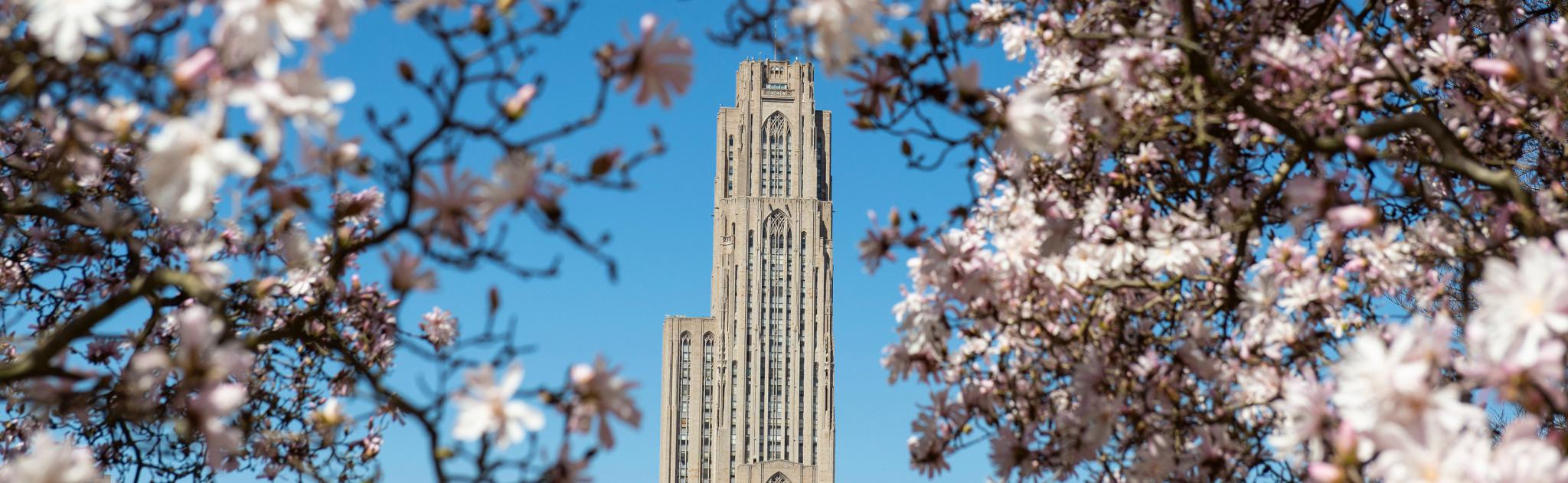 Cathedral of Learning and spring blossoms